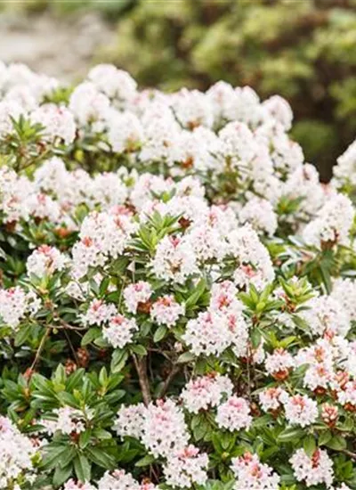 Zwerg-Rhododendron 'Bloombux'