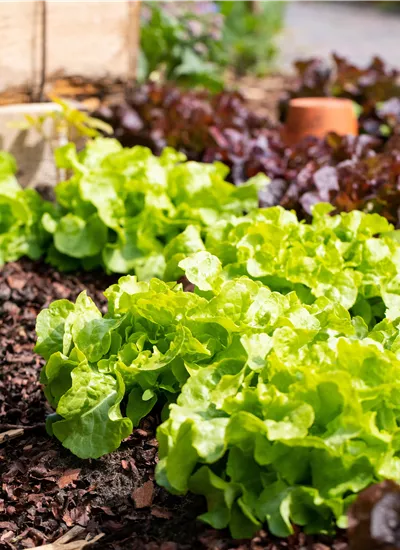 Salatpflanzen 6 Stück