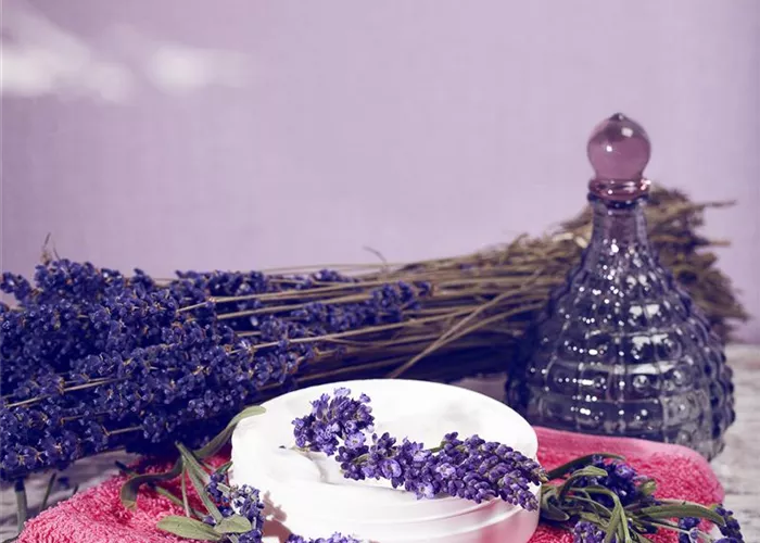 Lavendel, seine vielseitige Anwendung und Pflegehinweise